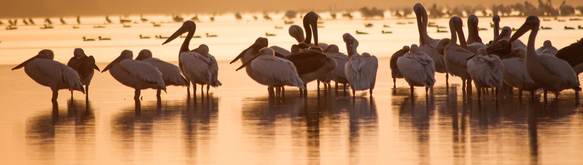 Photo by Andrei Prodan from Pexels